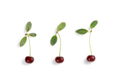 Cereza Aislada Sobre Fondo Blanco Cerezas Aisladas Con Hojas Frescas