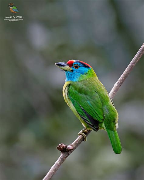 Blue Throated Barbet Psilopogon Asiaticus Photo Call And Song