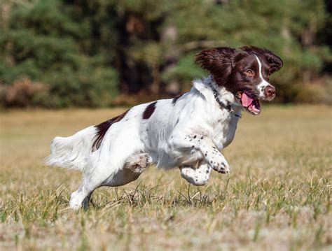 english springer spaniel breed characteristics care