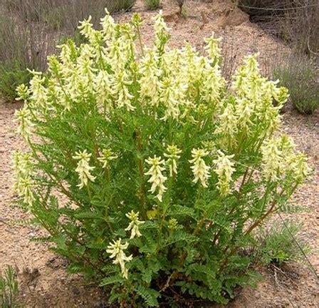Астрагал перепончатый, желтый корень (Astragalus membranaceus)