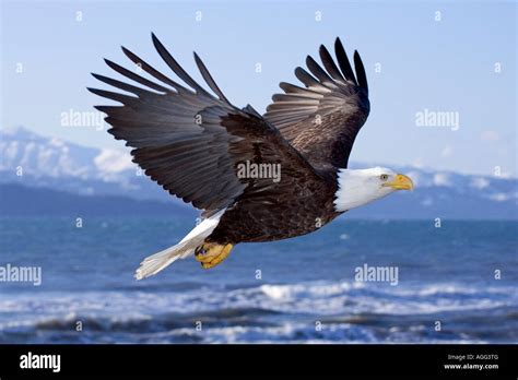 Bald Eagle In Mid Air Flight Over Homer Spit Kenai Peninsula Alaska