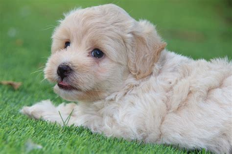 Comprar Maltipoo Cachorros En Venta Criadero Casachata