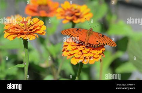 Dorsal View Of A Agraulis Vanillae Gulf Fritillary Butterfly Getting