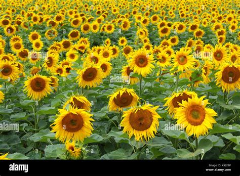 field  common sunflowers helianthus annuus  flower stock photo