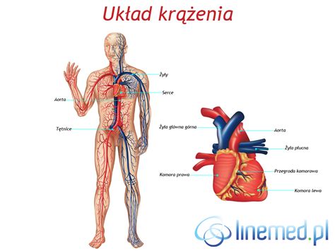 Z Jakich Element W Sk Ada Si Uk Ad Krwiono Nyplisss Prosze Was O Pomoc