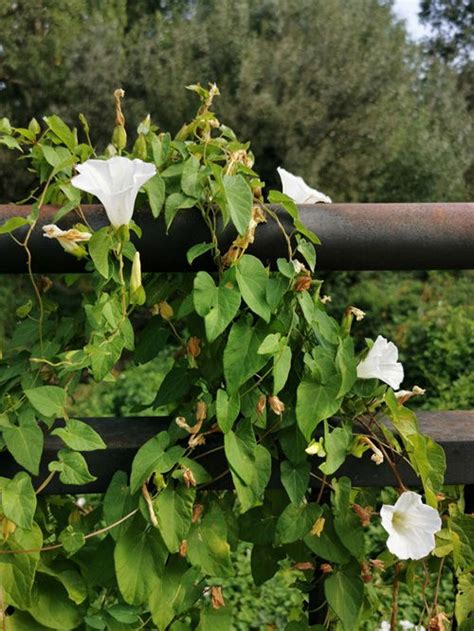 7 Vines With White Trumpet Flowers Balcony Garden Web