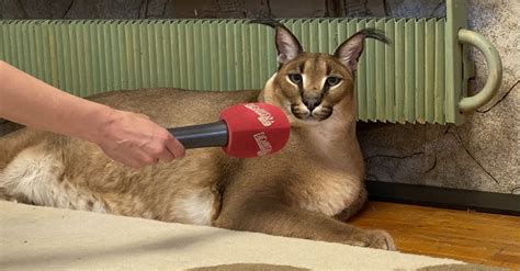 Создать мем "порода кота шлепа, большой шлёпа кот, каракал гоша большой ...