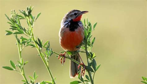 Top Five Birds Of Botswana S Chobe National Park Birding In Botswana