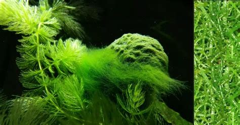 Perbedaan Alga Dan Rumput Laut Zamlook Mengupas Perbedaan Dari