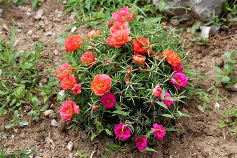 How to Grow and Care for Portulaca (Moss Rose)