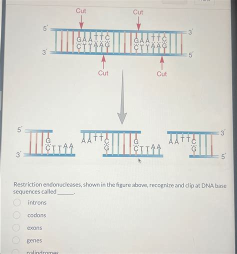 Solved Restriction endonucleases, shown in the figure above, | Chegg.com 