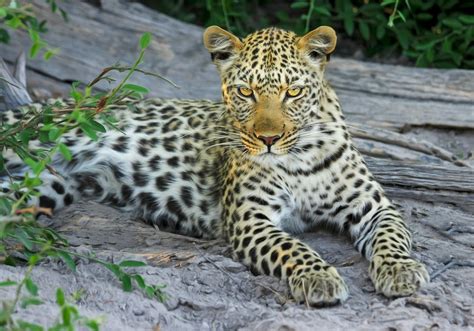 White Yellow And Black Spotted Leopard On Gray Stone During Daytime