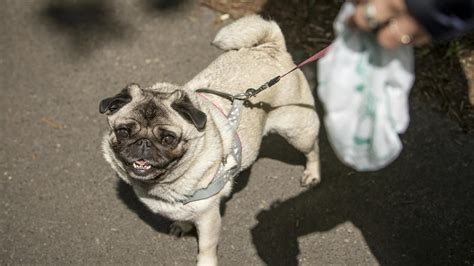 Mann Will Sex Mit Hund Und Fragt Nach Kot Besitzerin Mit Waffe Bedroht By Tourvision