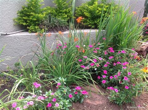 Crocosmia aurea – PLANTBOOK