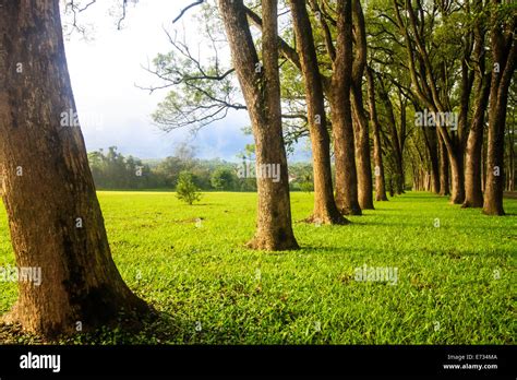 Beautiful park tree on sunrise Stock Photo - Alamy