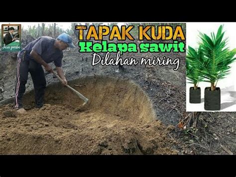 Cara Menanam Kelapa Sawit Dilahan Miring Dengan Membuat Tapak Kuda