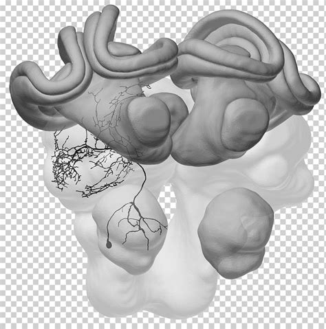 Dedo Dibujo Hueso M Csf Articulaci N Neurona Blanco Mano