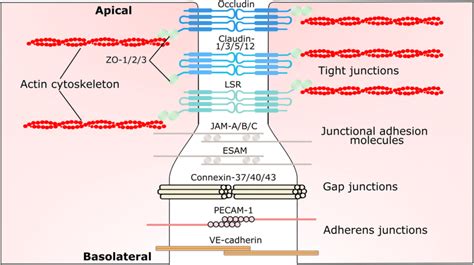 Inter Endothelial Connections Located Closest To The Apical Membrane