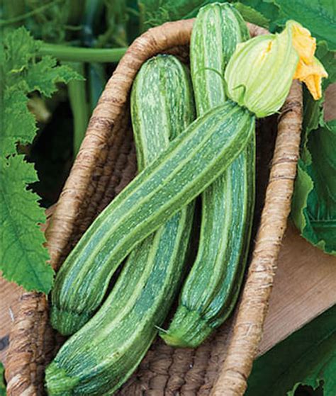 Zucchini Varieties And Types Of Zucchini