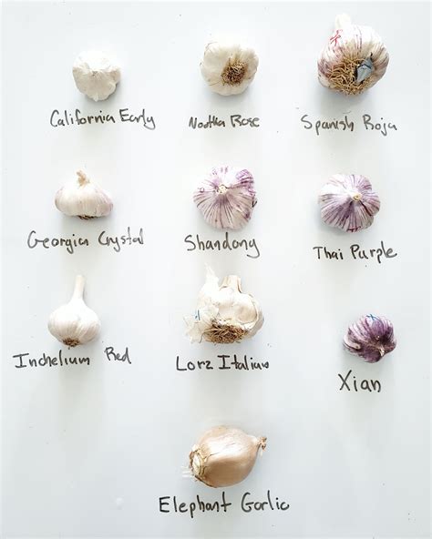 Epic Gardening - GARLIC TYPES - Here are all of the... | Facebook