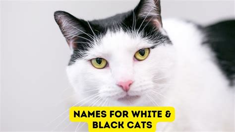 60 Names for White and Black Cats {Piebald Names}