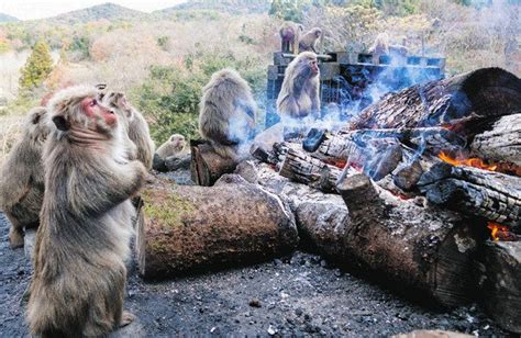 たき火で焼き芋、独自の文化 犬山モンキーセンター：中日新聞web