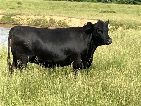 Angus Embryos For Sale Sb10 2812 Sire Buyer