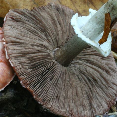 Guía De Setas Y Hongos De Navarra Agaricus Porphyrizon Orton