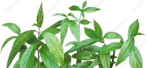 Clinacanthus Nutans Balm