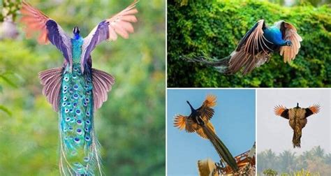 9 Incredible Images Of Peacocks That Prove They Actually Can Fly