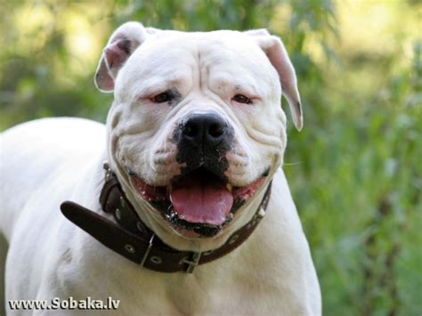 Американский бульдог - Фото - страница 24 на SOBAKA.LV