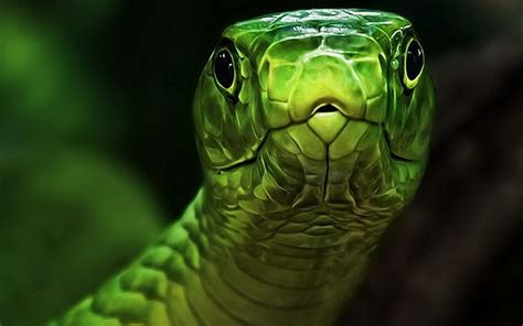 Wallpaper Anaconda - WallpaperSafari
