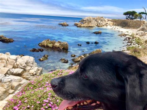 Best Pet-Friendly Hotels in Carmel! - Girl Who Travels the World