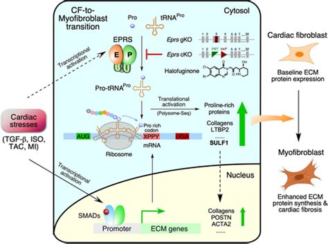 Glutamyl Prolyl Trna Synthetase Regulates Proline Rich Pro Fibrotic