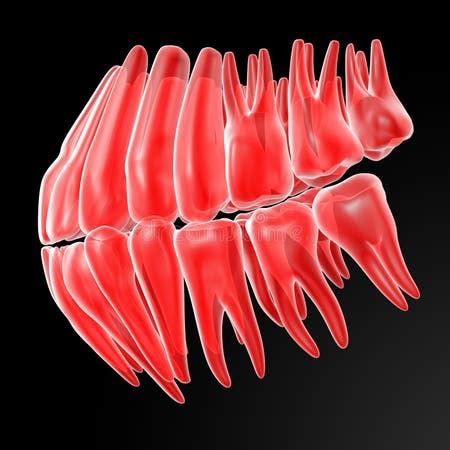 human teeth side stock illustrations  human teeth side stock