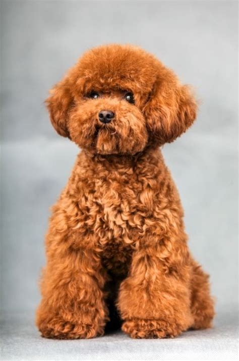 Red Miniature Poodle