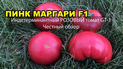Индетерминантный РОЗОВЫЙ томат ПИНК МАРГАРИ F1 (ДЖИТИ-ИР1). Честный ...