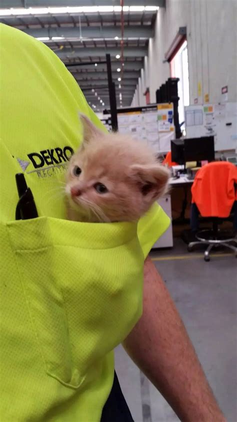 Ginger Pussy Scrolller