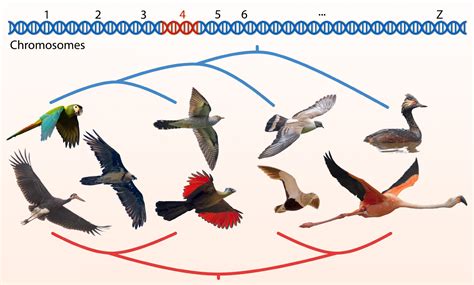 scientists create largest   detailed bird family tree  date