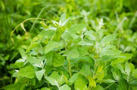 ЛЕБЕДА - фото растения как выглядит и полезные свойства