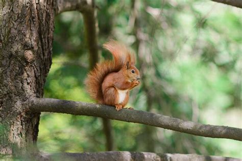 Sciurus la ardilla se sienta en un árbol y come Foto Premium