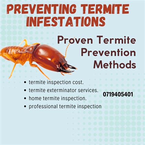 Tips & Tricks of Preventing Termite Infestations - 2024