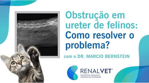 Obstru O Ureteral Em Felinos Como Resolver Duplo J X Bypass Youtube