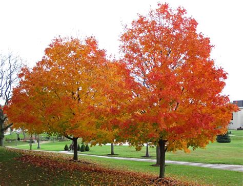 Sugar Maple