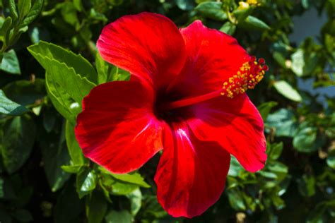 Hibiscus Is National Flower Of Which Country | Best Flower Site