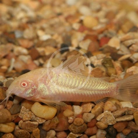 CATFISH - CORYDORAS GREEN Corydoras aeneus - Aquatics Unlimited