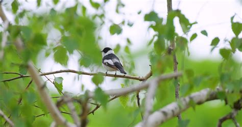 flycatcher stock video footage