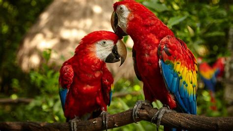 La Guara Roja Un Tesoro De La Biodiversidad De Honduras