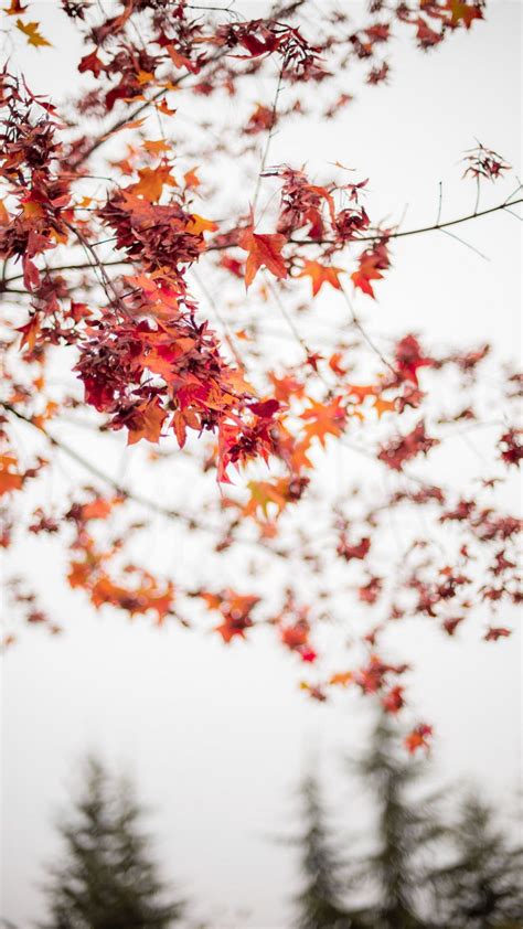 Autumn Phone Wallpaper - 101