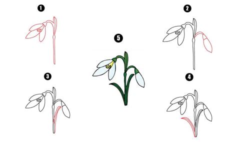 Snowdrop Drawing A Step By Step Tutorial Cool Drawing Idea